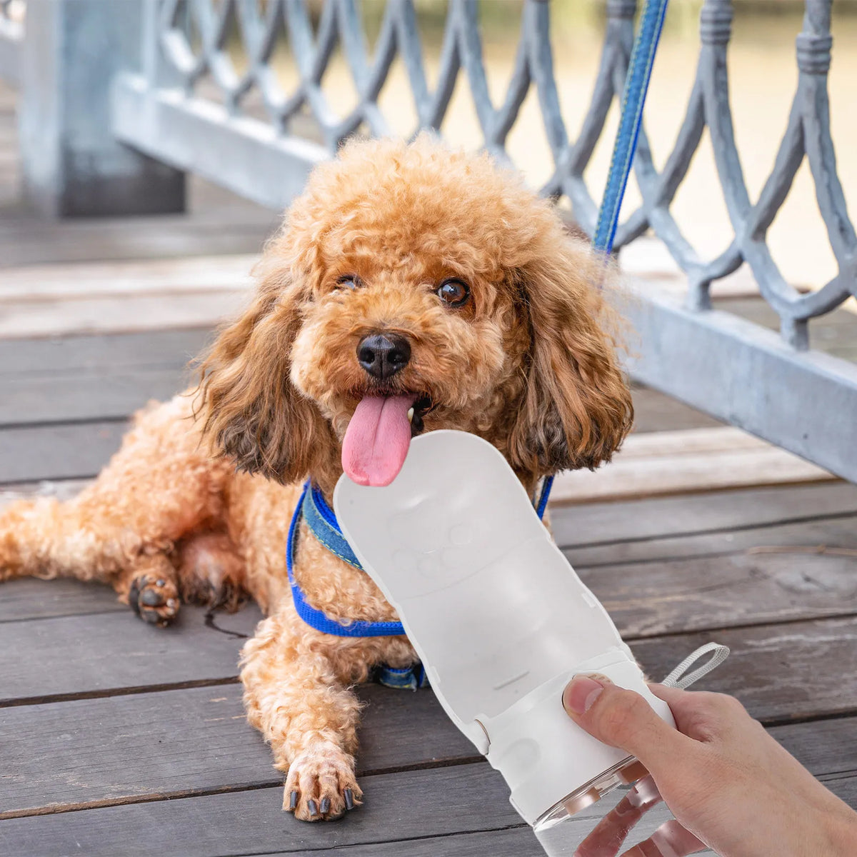 1Set Portable Pet Drinking Bottle Lightweight Reusable Dog Water Dispenser for Hiking Walking Travel Outdoor Puppy Water Feeder